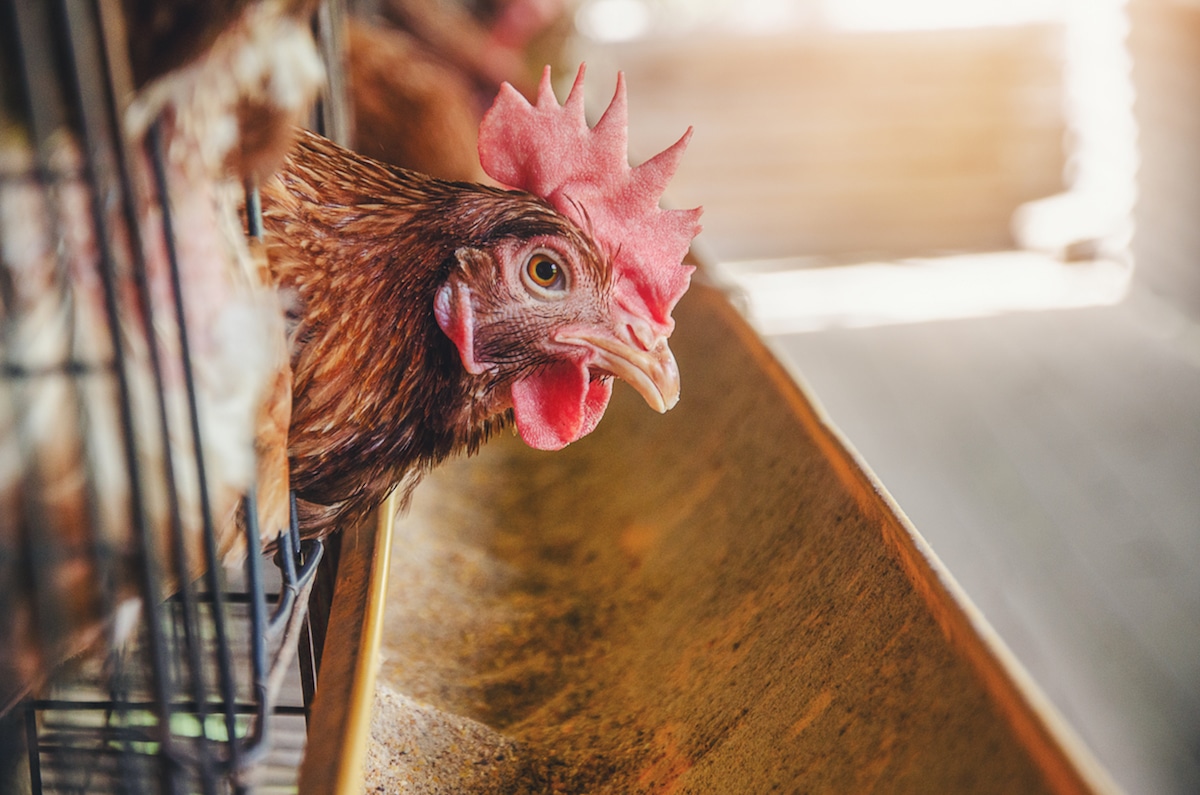 Arsenic in Animal Feed: The Good News and the Bad News