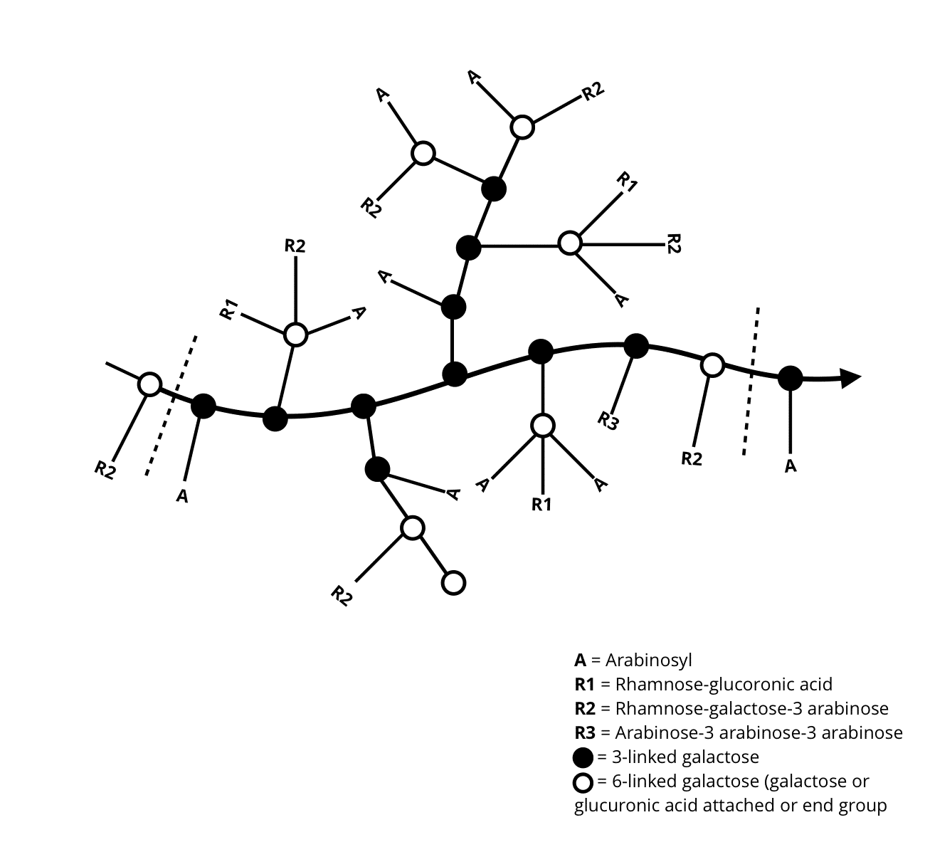 Molecular Structure of Gum Arabic