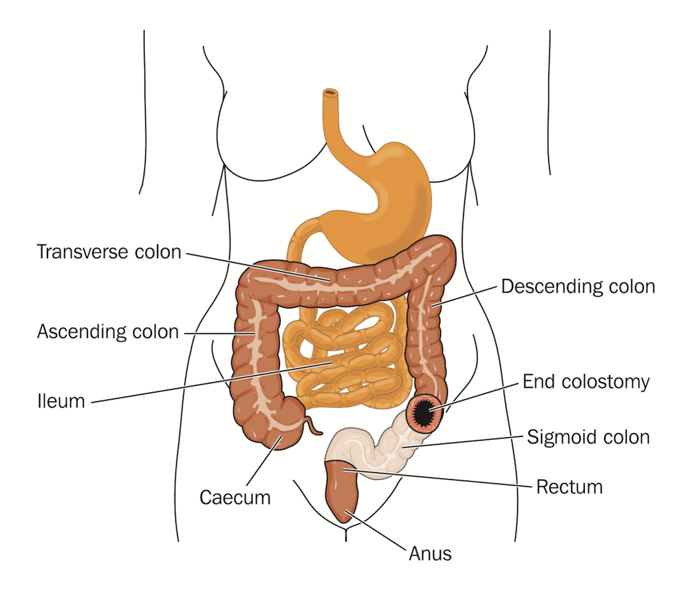 gum arabic prebiotic and digestive system